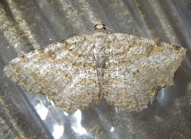 Hollow-spotted Angle